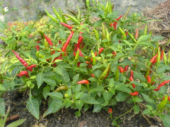 Hot thai peppers